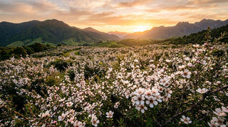 Mānuka flower field